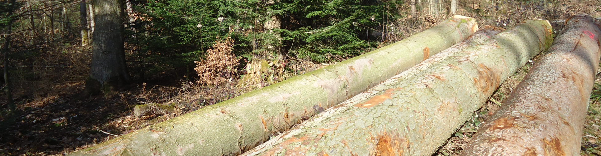 Auf dem Bild sieht man Baumstämme im Wald liegen